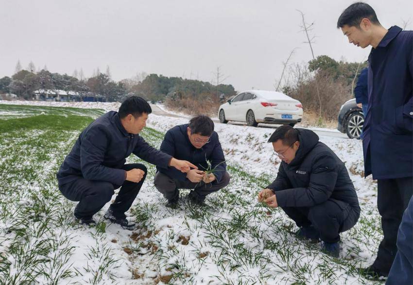孝南农业双轮驱动：从荒岗粮仓到智慧农场的振兴图景(1).docx