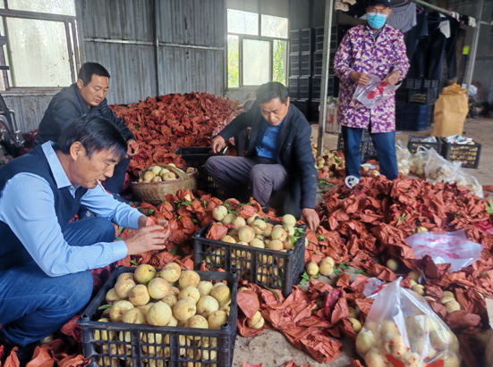 安陆市司法局：驻村帮扶解民忧 冬桃丰收变“甜果”.doc