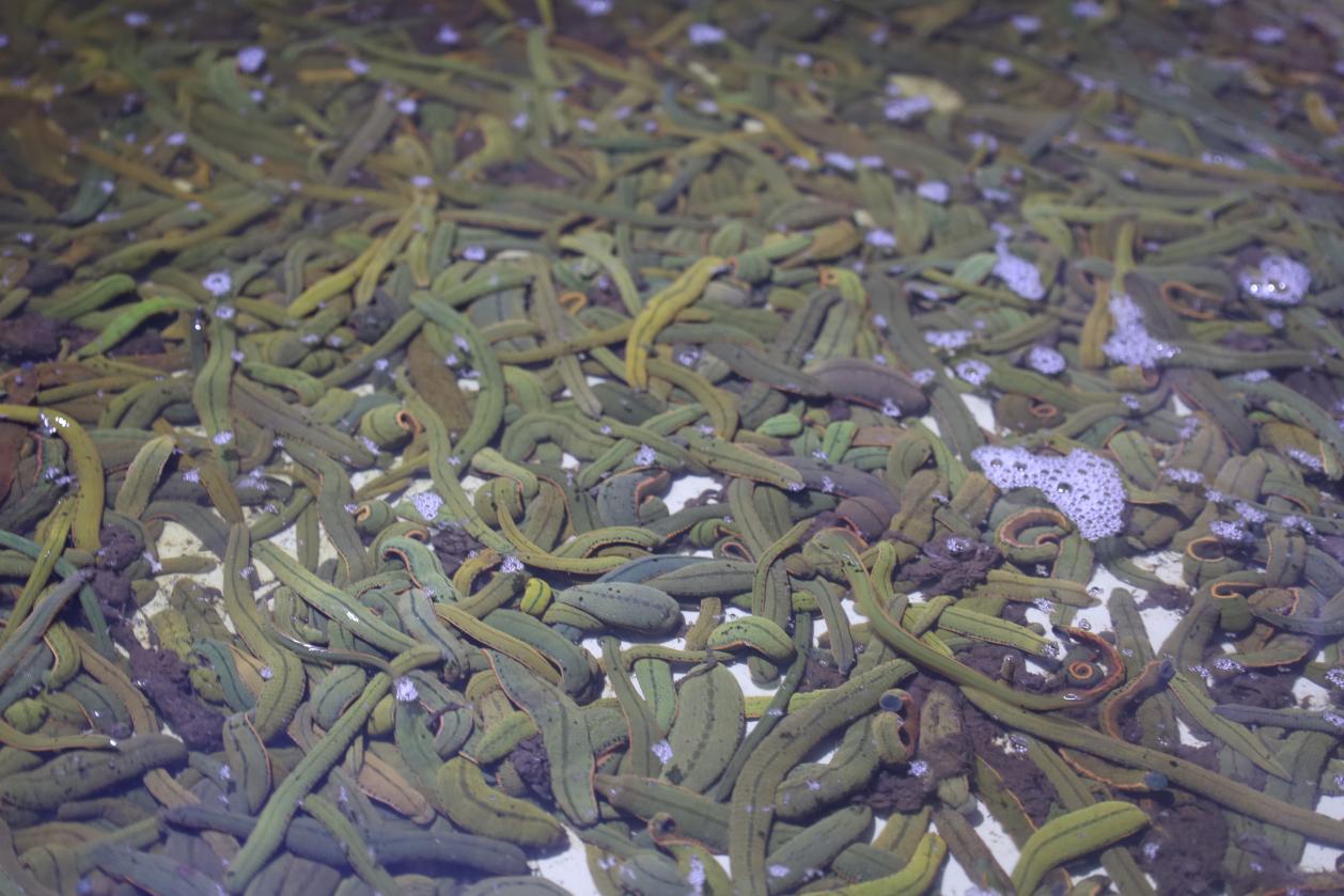 小水蛭“钻”出大产业 高家堰“链”就特色水产新路径.docx