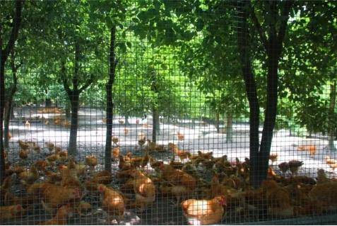 20251226川店镇：喜讯！非遗+1，这只鸡“飞”出了山林.docx