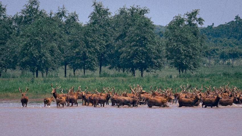 湖北石首：保护区今年新添498头小麋鹿.docx