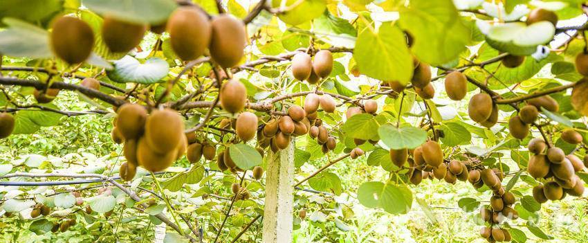 嘉鱼县林下生态立体种养双丰收(5).doc