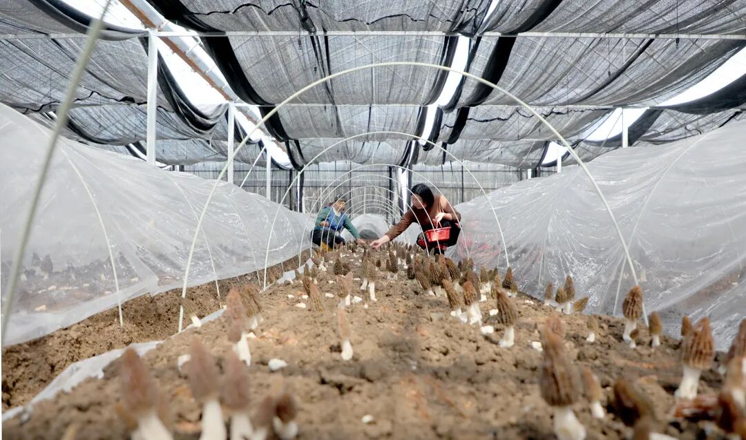 郧阳区谭家湾镇心怡家庭农场采收种植的大棚羊肚菌。记者潘世新摄.jpg