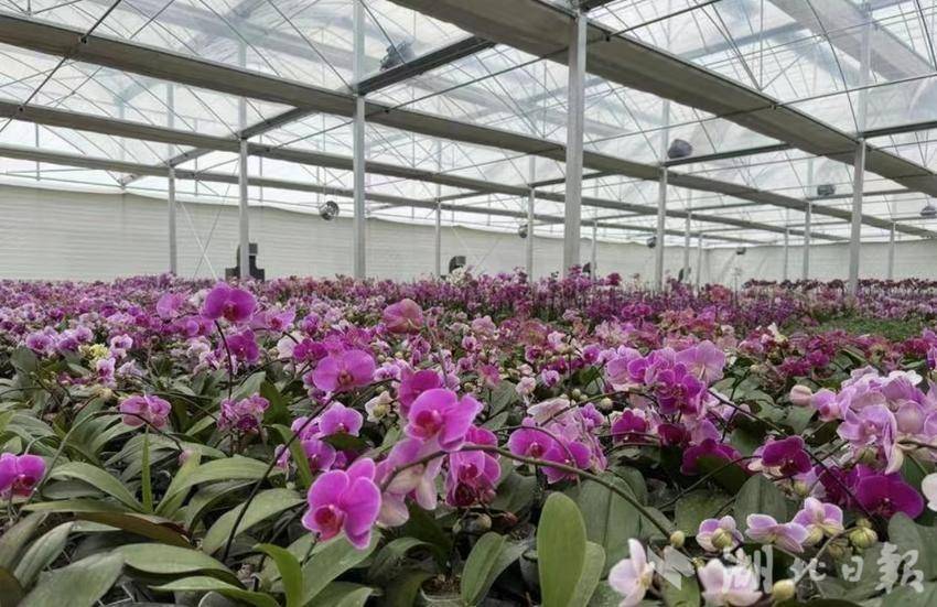 麻城财政：产业发展呈胜景，民生福祉为归处.doc