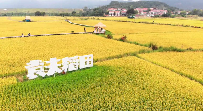 袁夫稻田