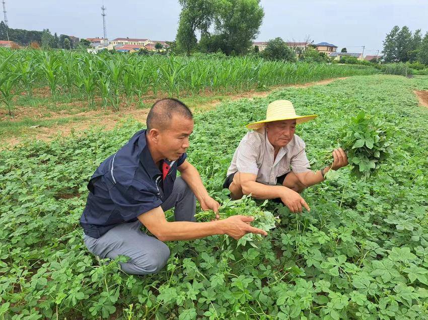 非遗传承人曹海波与种植户一同查看白花菜的生长情况