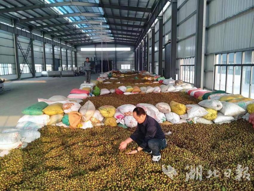 镇林业站对收购的油茶果品质进行检验