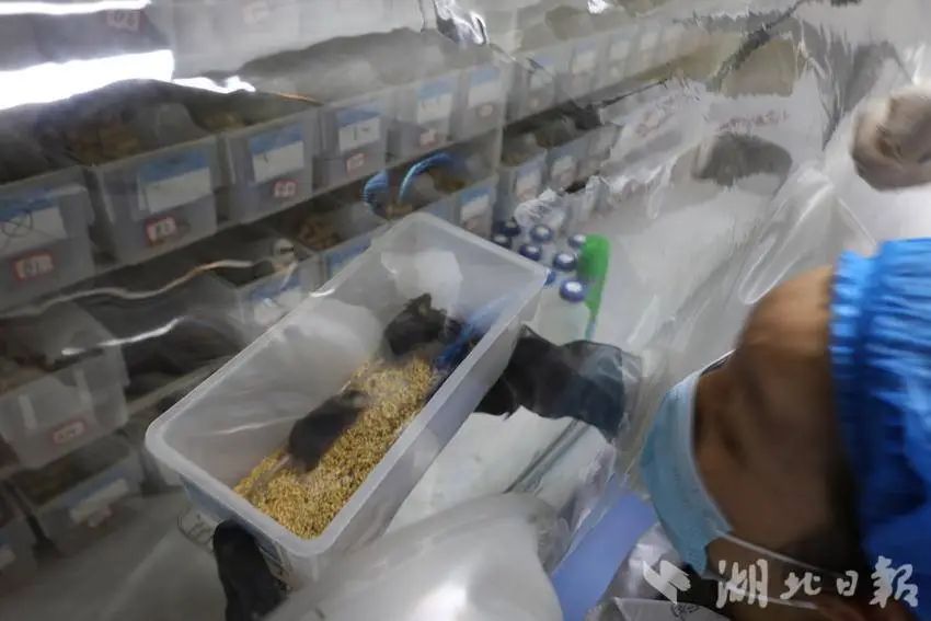 饲养员为小鼠整理“房间”。