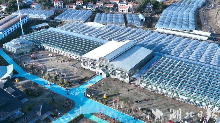 杏福园蝴蝶兰绽放新春 本土花卉点亮年味经济.doc