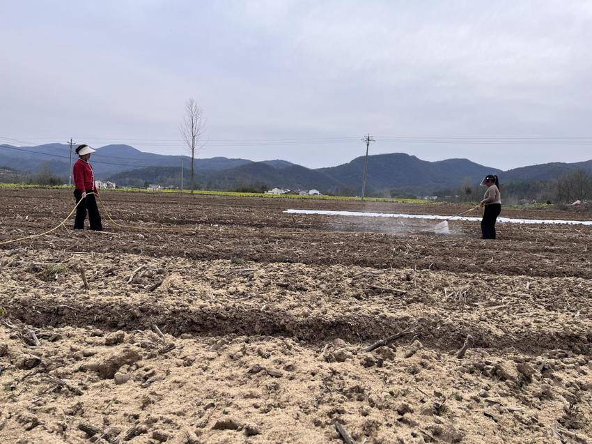 2025.3.18 远安县河口乡：支部带头谋发展 产业振兴有方向（郑雨璐）.docx