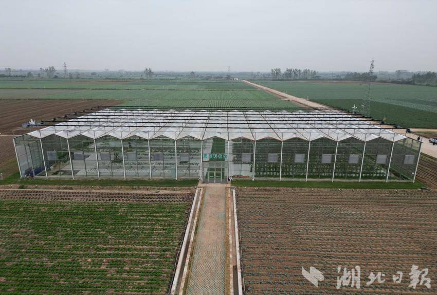 三路并进 蔬写未来：嘉鱼谱写蔬菜产业高质量发展新篇章(1).docx