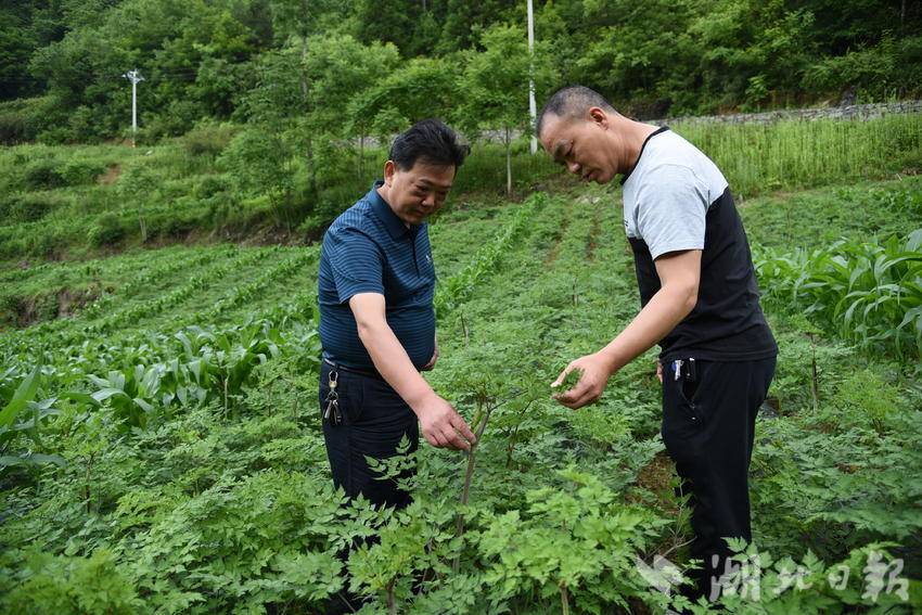 察看窑归长势情况