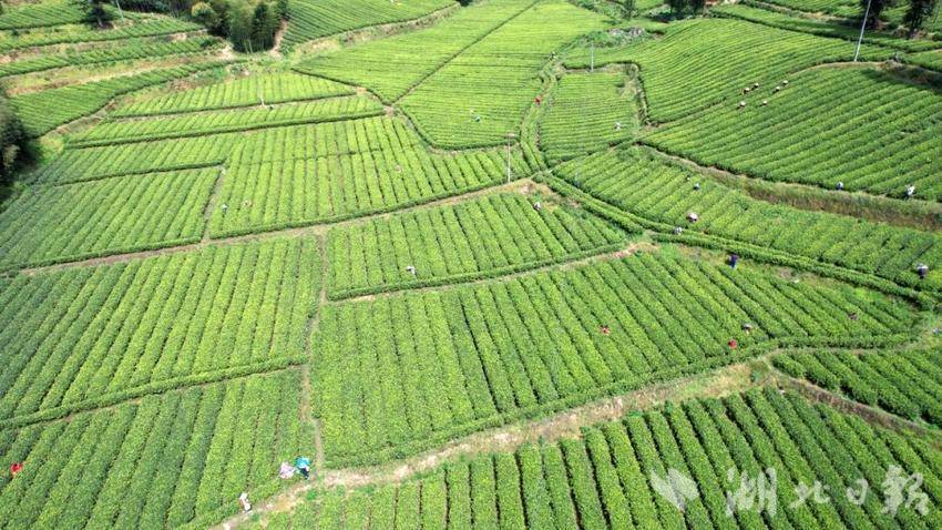 咸丰县曲江镇杨家寨村村民在管护茶园。（通讯员 舒 淑 摄）.png