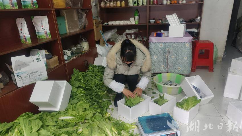 向吉平正在打包新鲜油菜薹