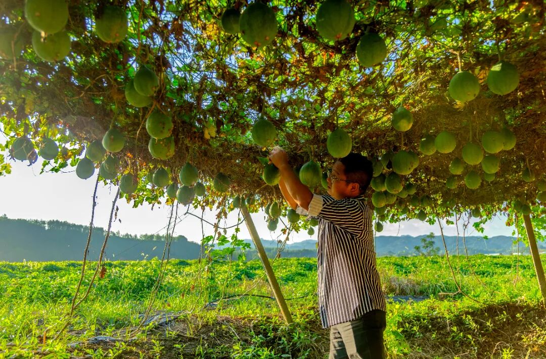 房县军店镇中村村吊瓜种植长势喜人。 记者 刘昆 摄.jpg