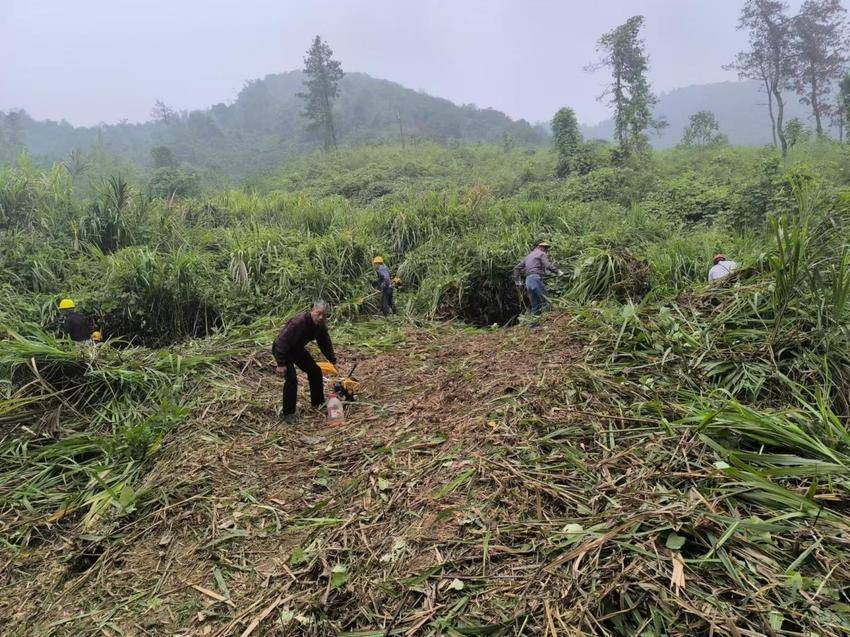 陈贵镇天台山砍伐防火隔离带 筑牢生态安全屏障(1).docx