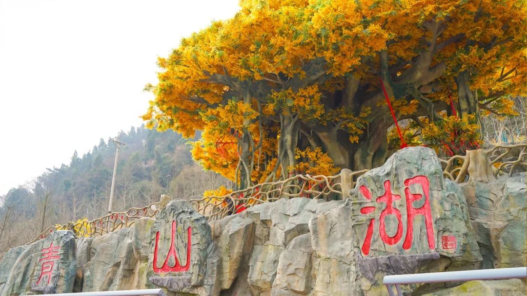 青山湖许愿树.jpg