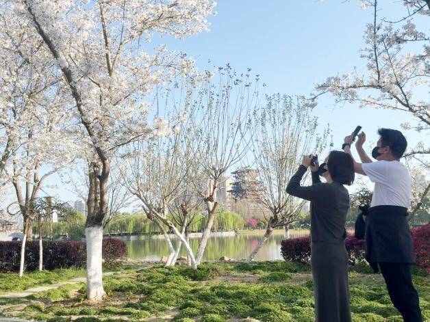 这条“樱花大道”，才是天门春日的“浪漫顶流”!.docx