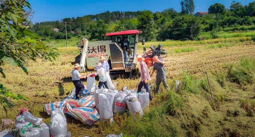 安陆市接官乡：机械收割奏响秋收“交响曲”.docx