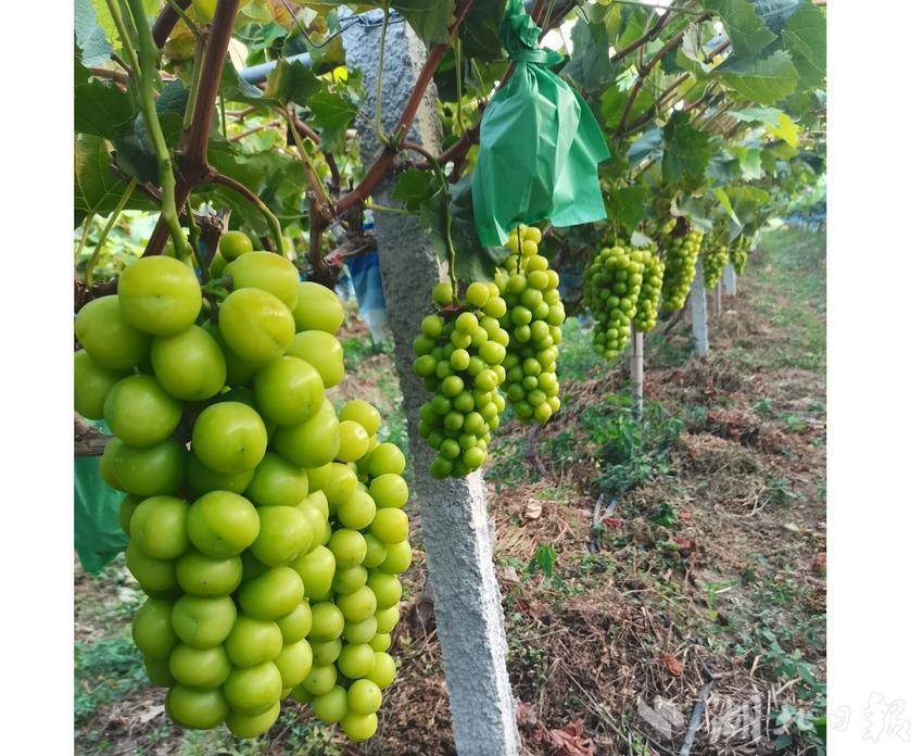 杨兴合作社阳光玫瑰葡萄