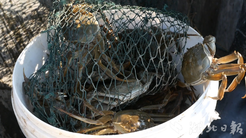 斧头湖大闸蟹：金秋美味，静待品尝.doc