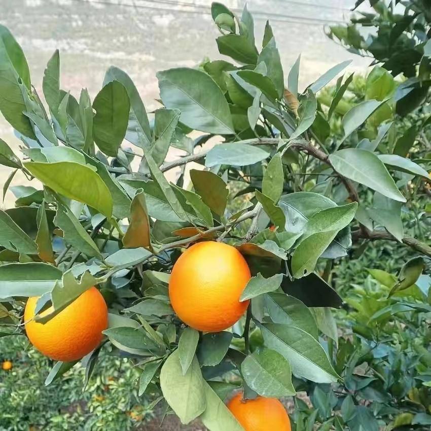 渔峡口镇：一年四季有花开 一年四季有果摘(1).docx