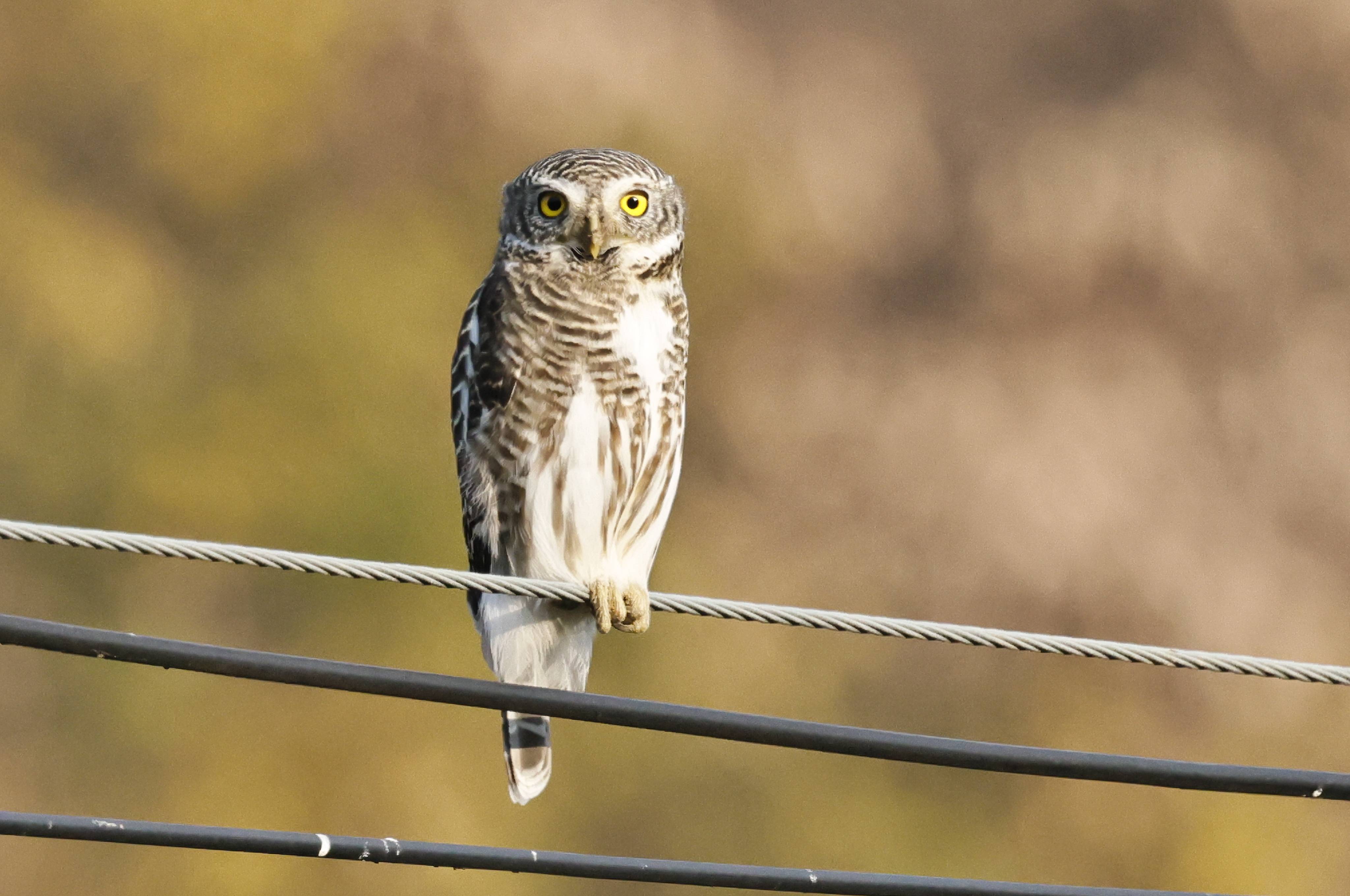 斑头鸺鹠。（刘涛 摄）
