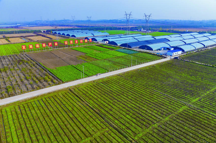 大箕铺镇蔬菜基地