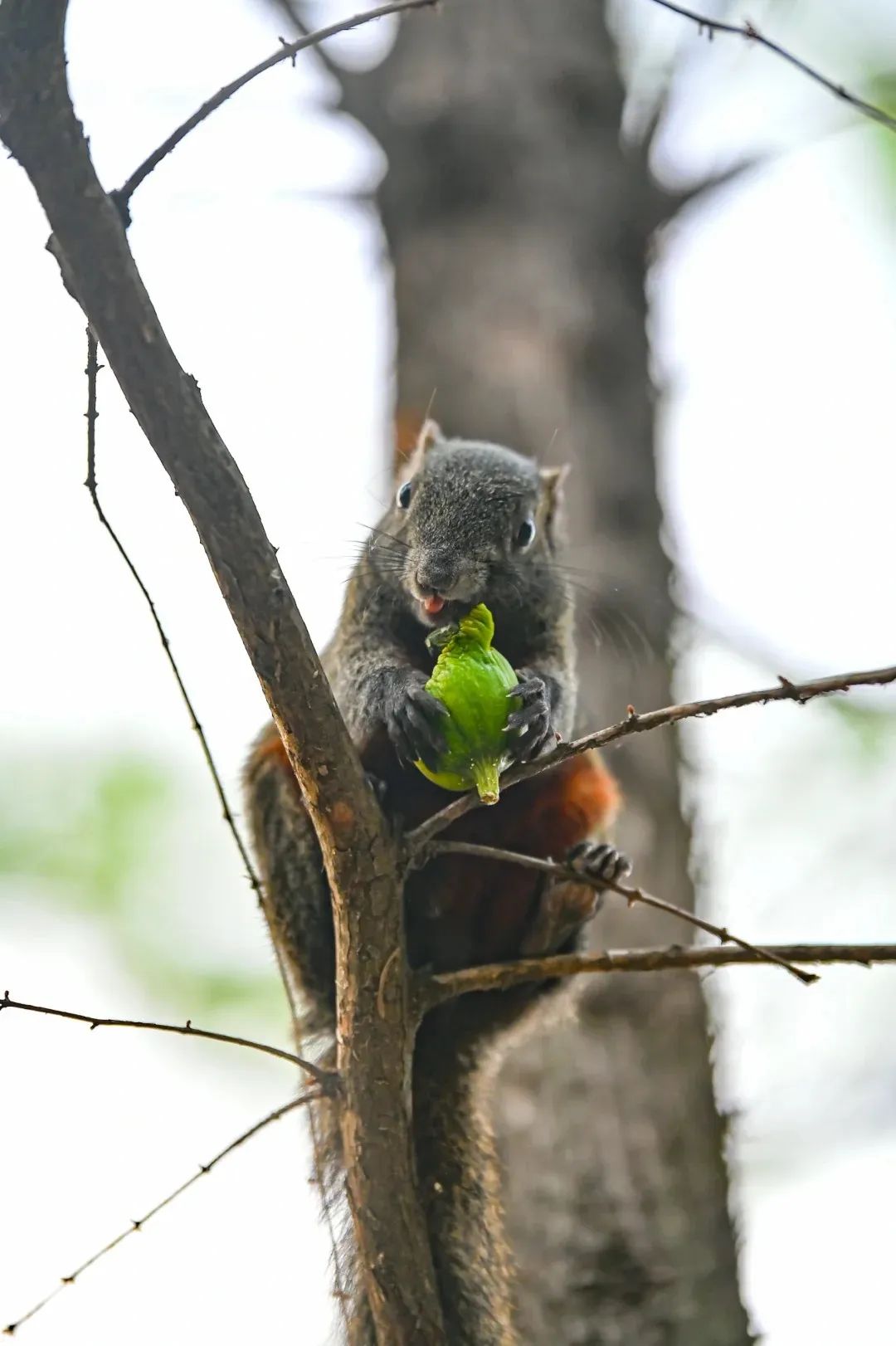 【新闻稿】沙湖生态构建城市绿肺 环沙湖双碳经济带建设持续推进(2).docx