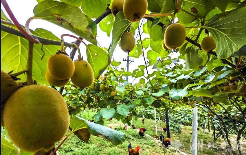 嘉鱼县林下生态立体种养双丰收(5).doc