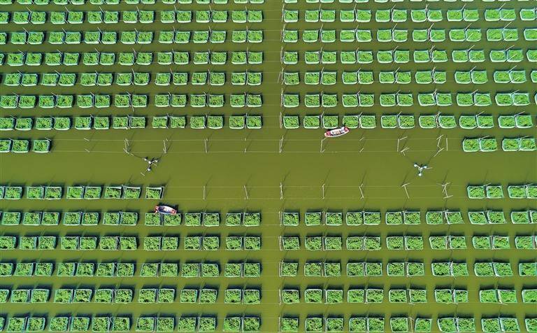 生态养殖 好水好鳝