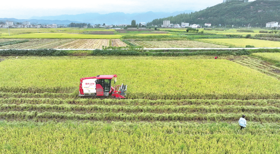 2025年9月10日，在房县红塔镇高枧农田灌区里，农机手驾驶收割机穿梭田间抢收稻谷，一派丰收景象。（张启龙  摄）.png