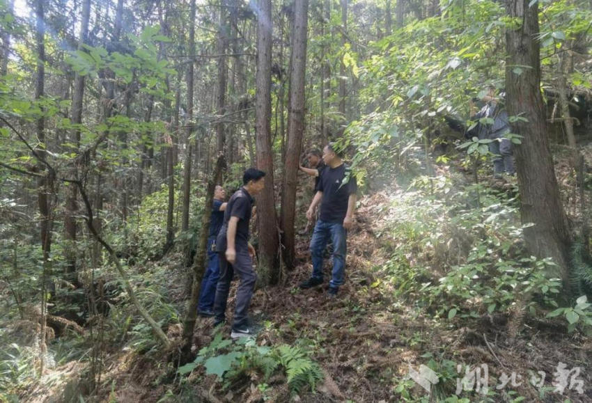 十堰茅箭区全面启动森林抚育项目 - 湖北日报新闻客户端