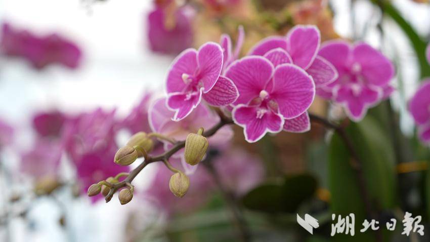 杏福园蝴蝶兰绽放新春 本土花卉点亮年味经济.doc