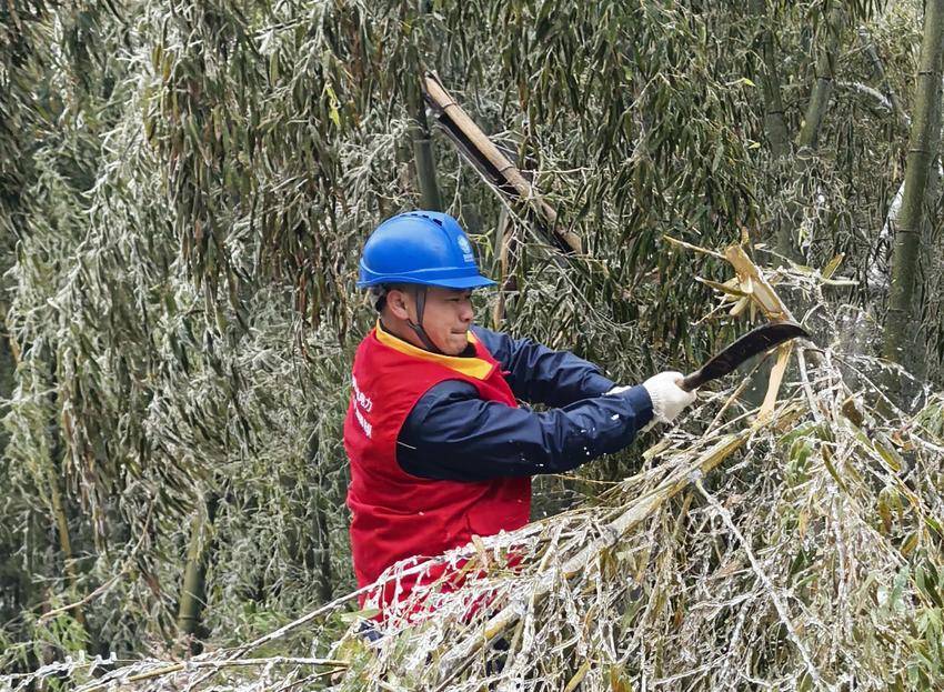 1月20日，国网通山县供电公司大塘山供电所组织共产党员突击队在雪后对10千伏盘垅山线开展特殊巡视，清理倒伏的树竹障，确保电网设备在恶劣天气期间安全稳定运行。（艾丽丝）