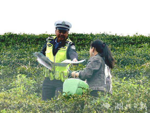 广水采茶旺季，交通安全“警”相随
