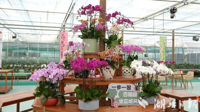 杏福园蝴蝶兰绽放新春 本土花卉点亮年味经济.doc