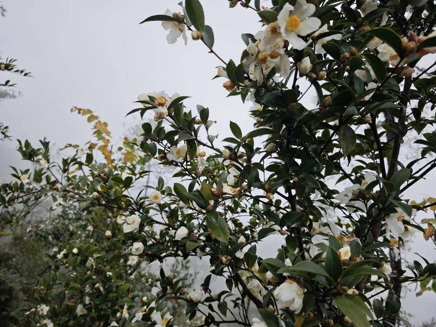 郧西县佘家湾林场：油茶花开满山，金秋时节美如画（陈冰 欧高娟11.18）.docx