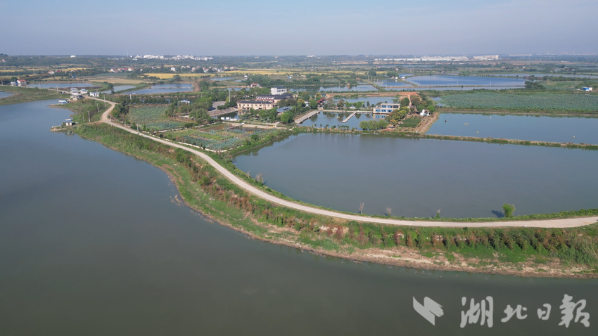 斧头湖大闸蟹：金秋美味，静待品尝.doc