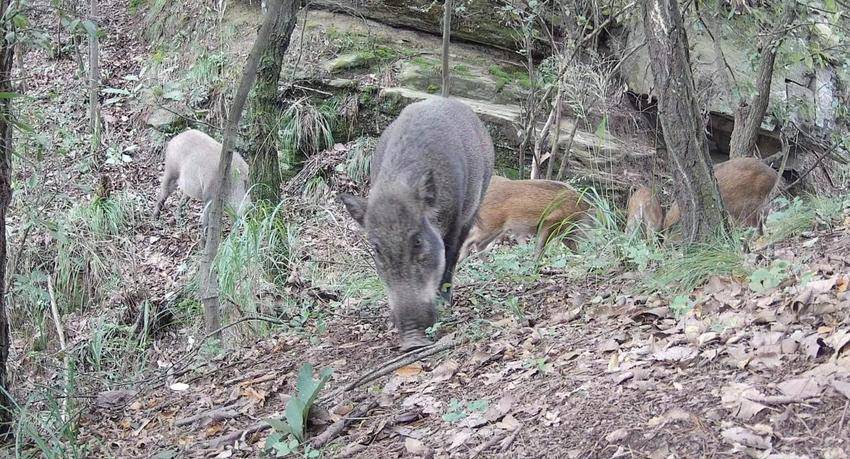 1修1五朵峰自然保护区 动物栖息的天堂(1)(1).docx