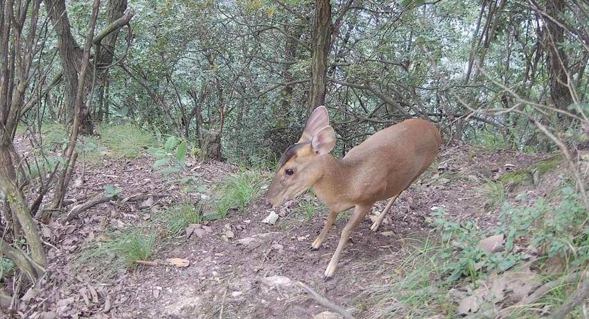 1修1五朵峰自然保护区 动物栖息的天堂(1)(1).docx