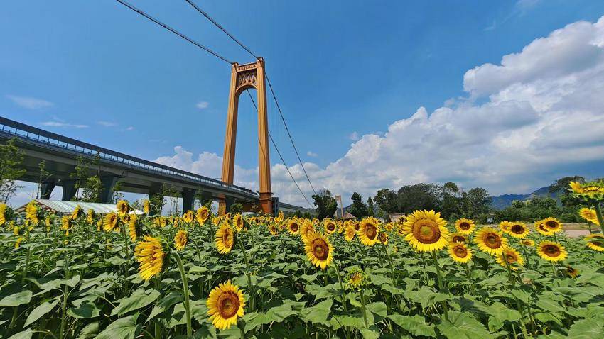 市滨江公园管理处：向日葵花事活动(1)-1.doc