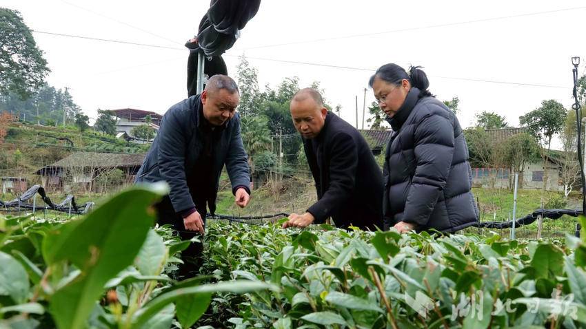 3月5日，在咸丰县硒源山茶叶白茶基地内，咸丰县农业农村局的农技专家正在查看白茶长势，并做技术指导。 通讯员舒淑 摄.jpg