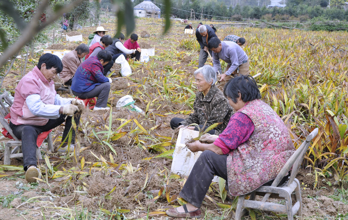 3年前,王绪山看到茅坪村土质适合种植白芨,在村两委帮助下,流转土地15