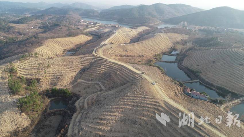 长岭油茶产业基地