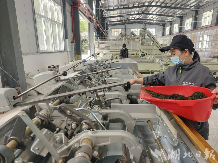 恩施观竹茶叶有限公司生产车间。