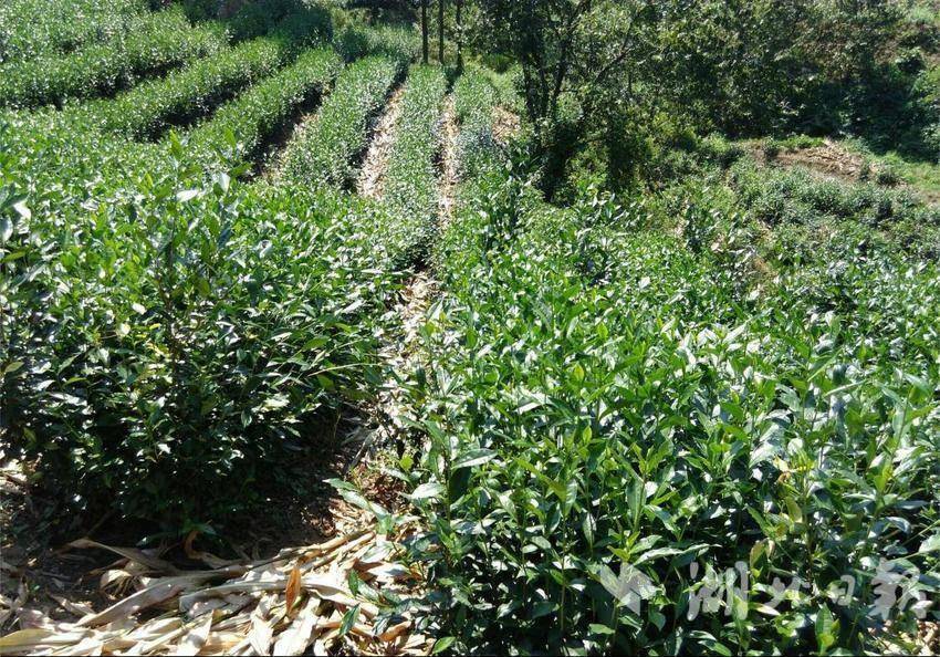 丹江口市农业农村局六大措施推进农作物秸秆综合利用(1).docx