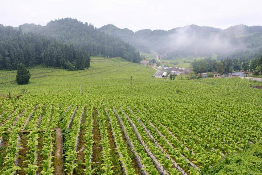 生态烟田连片种植