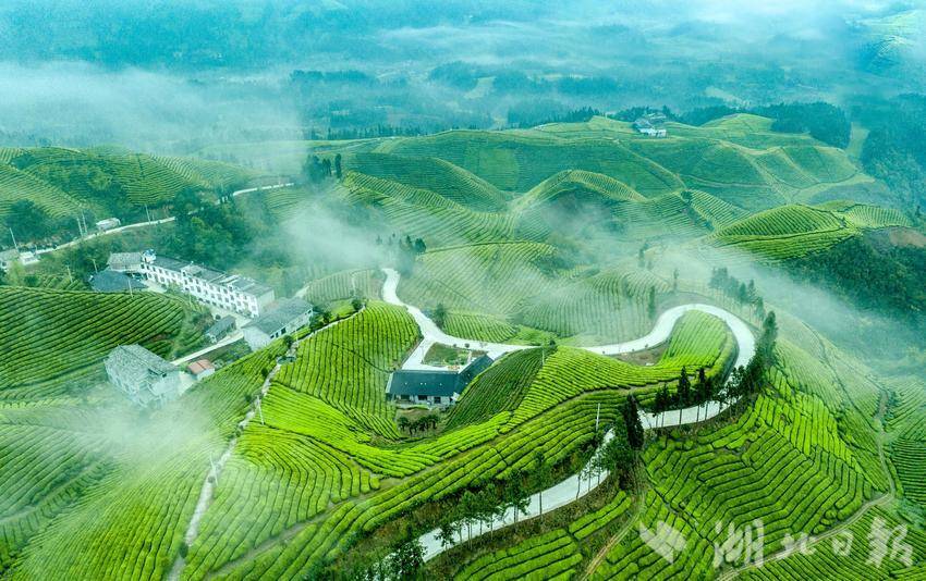 鹤峰木耳山茶园 牟联池摄