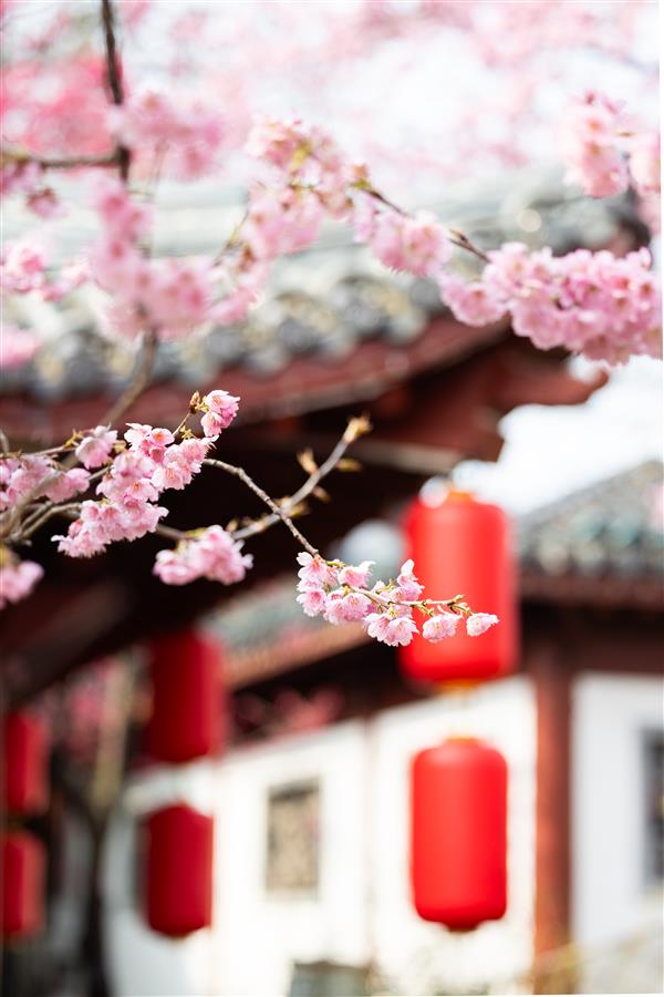 东湖樱花园中的初美人。 湖北日报全媒记者 何宇欣摄